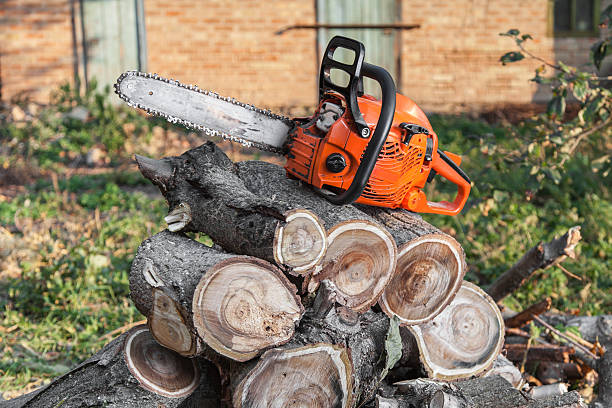 Best Affordable Tree Cutting  in USA